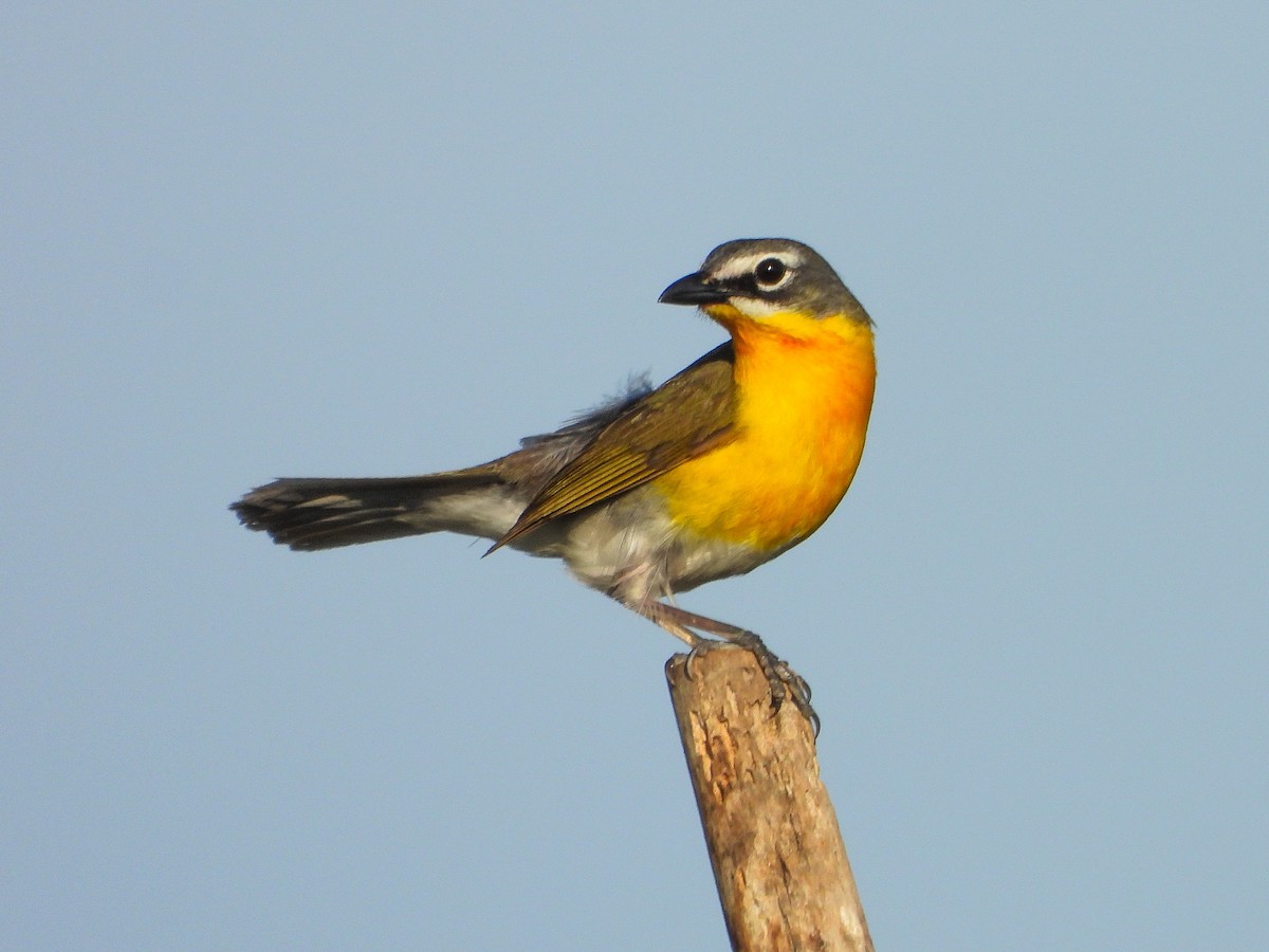 Yellow-breasted Chat - ML659418586