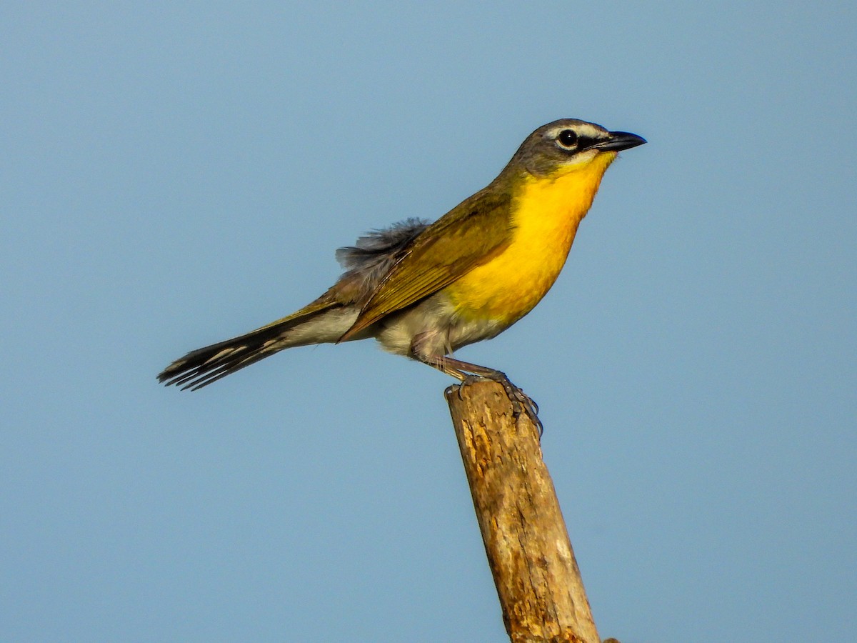 Yellow-breasted Chat - ML659418587