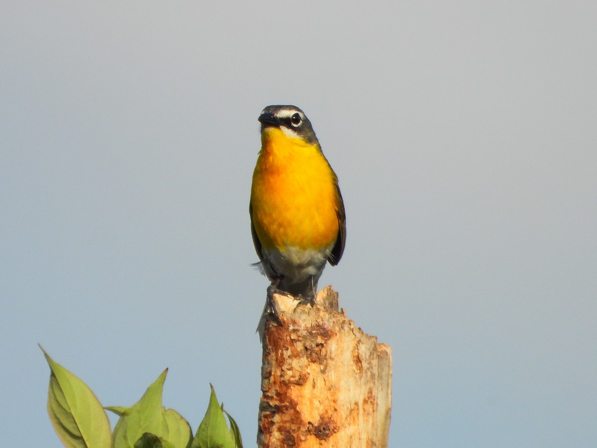 Yellow-breasted Chat - ML659418589