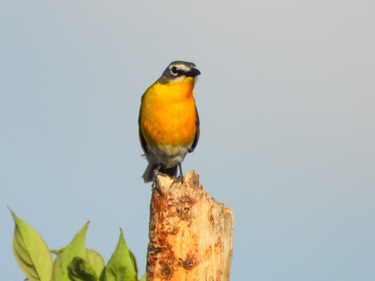 Yellow-breasted Chat - ML659418590