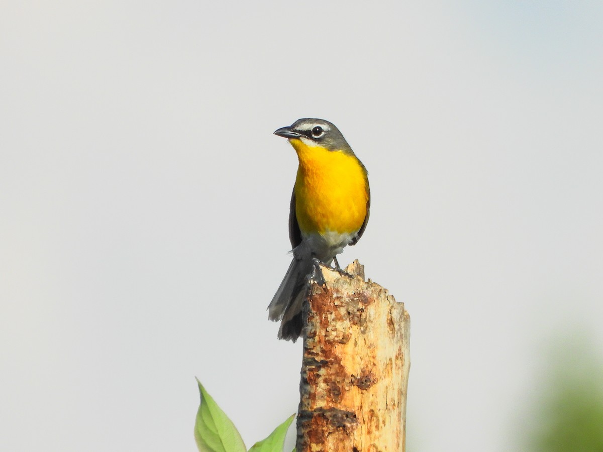 Yellow-breasted Chat - ML659418591
