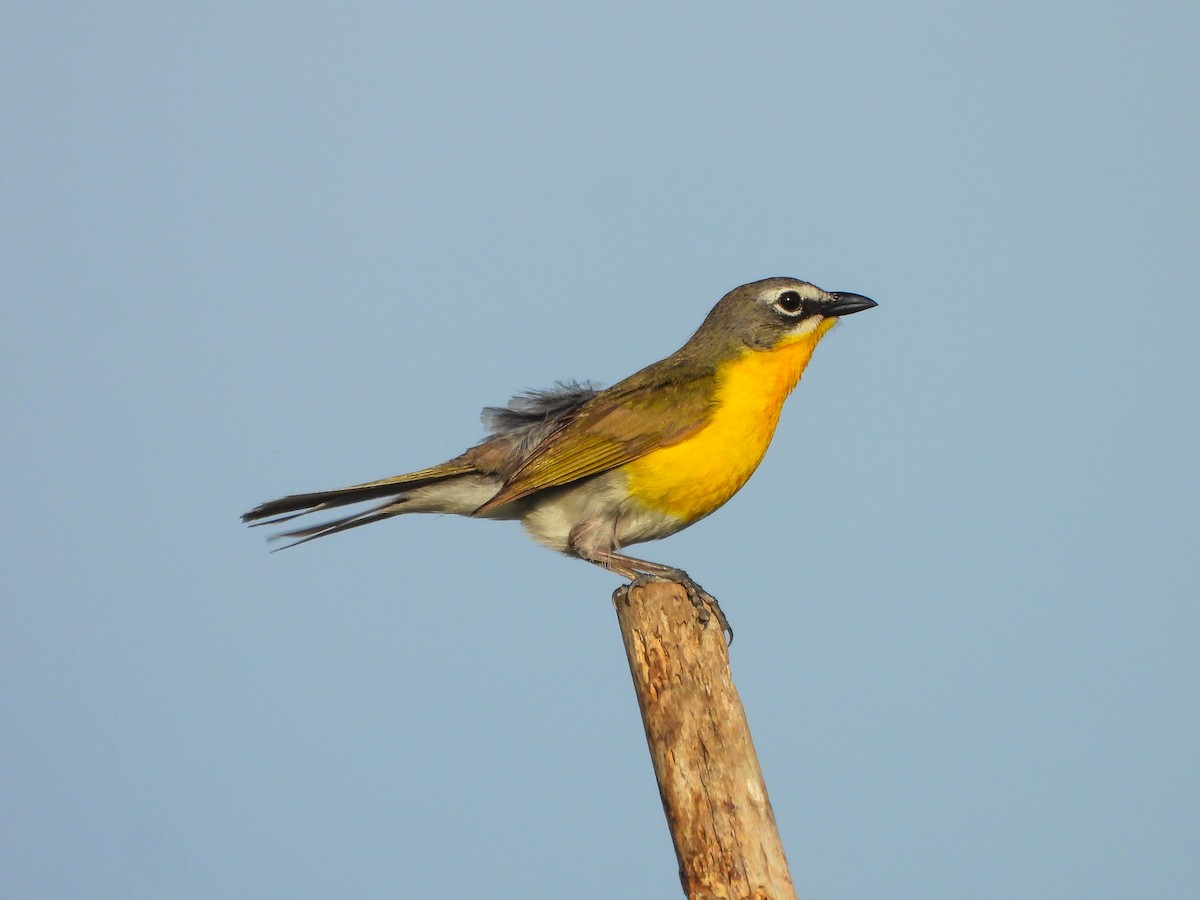 Yellow-breasted Chat - ML659418592