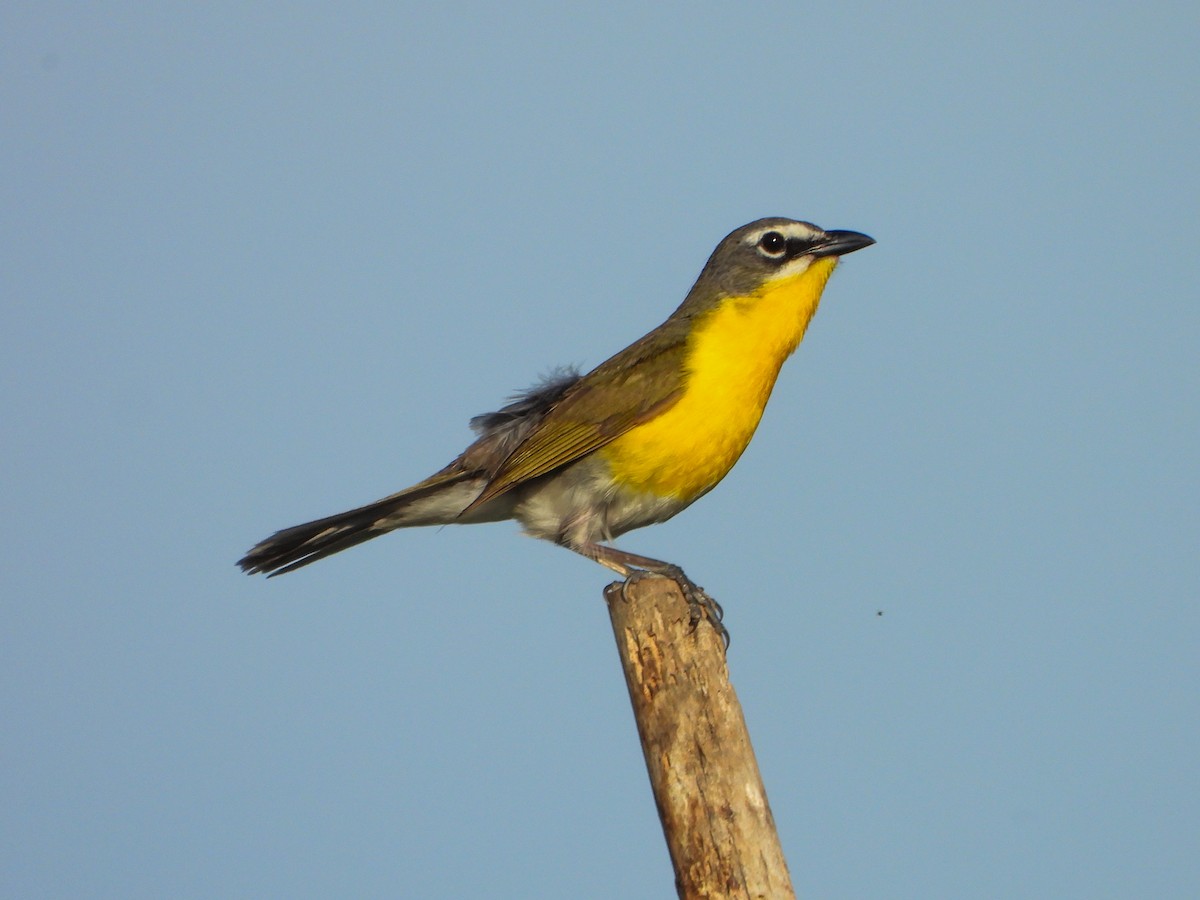 Yellow-breasted Chat - ML659418593