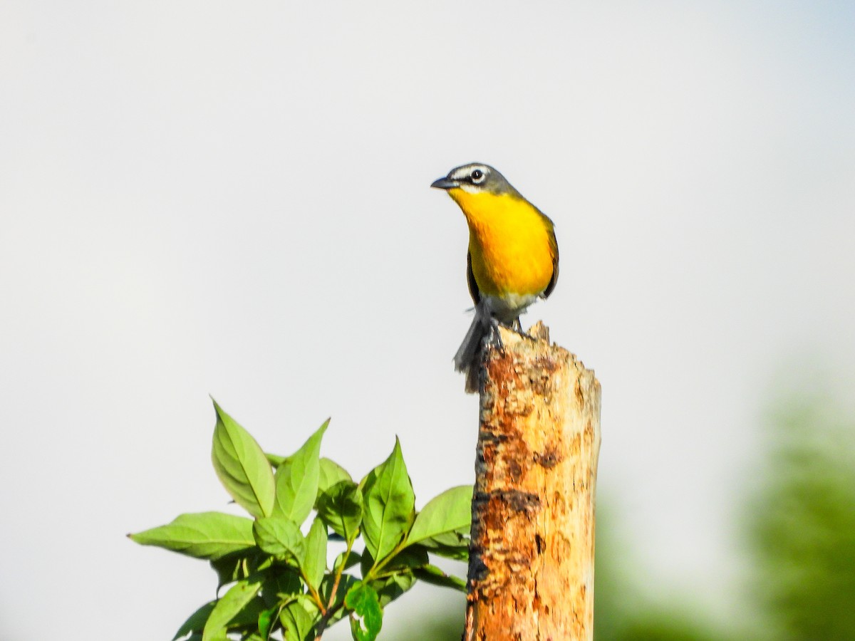 Yellow-breasted Chat - ML659418594