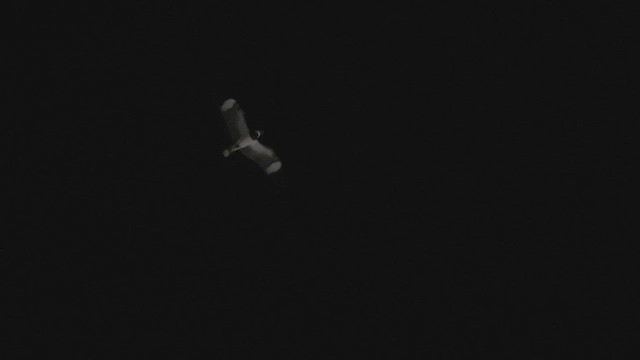 Nacunda Nighthawk - ML659419741