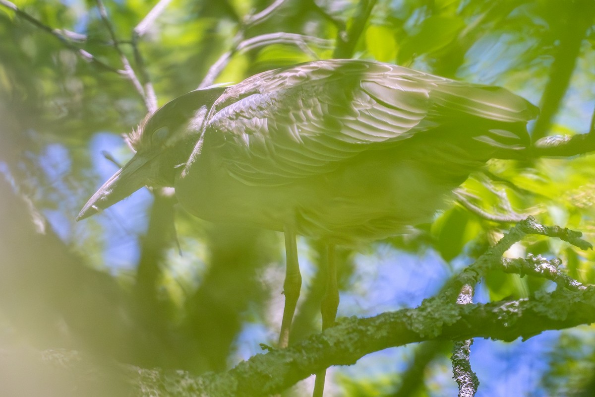 Yellow-crowned Night Heron - ML659419744