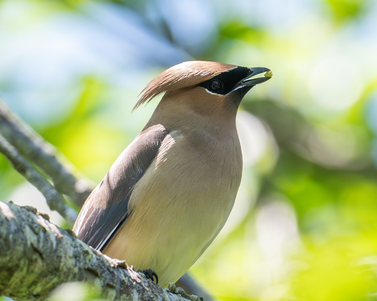 Cedar Waxwing - ML659419763