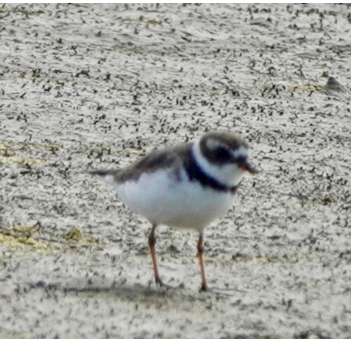 Semipalmated Plover - ML659420630