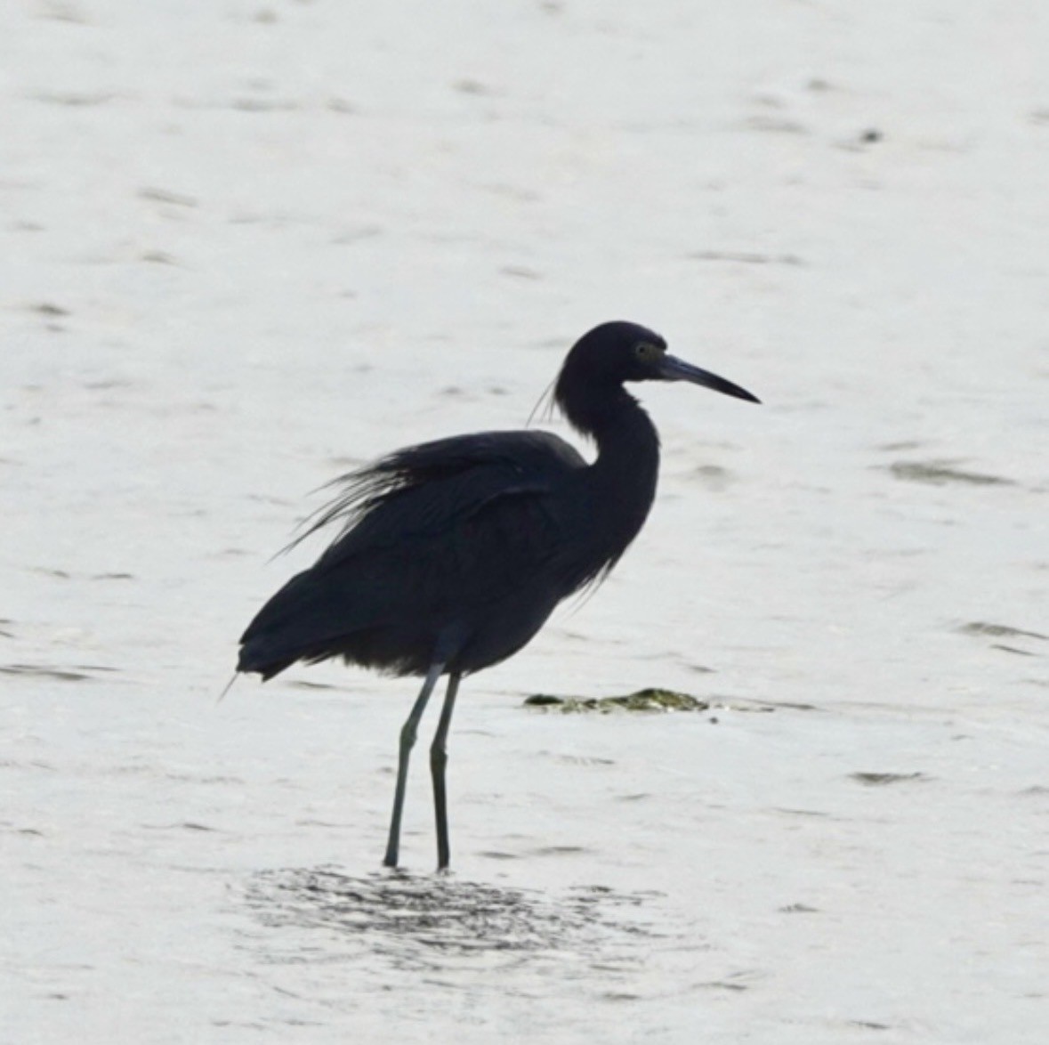 Little Blue Heron - ML659420805
