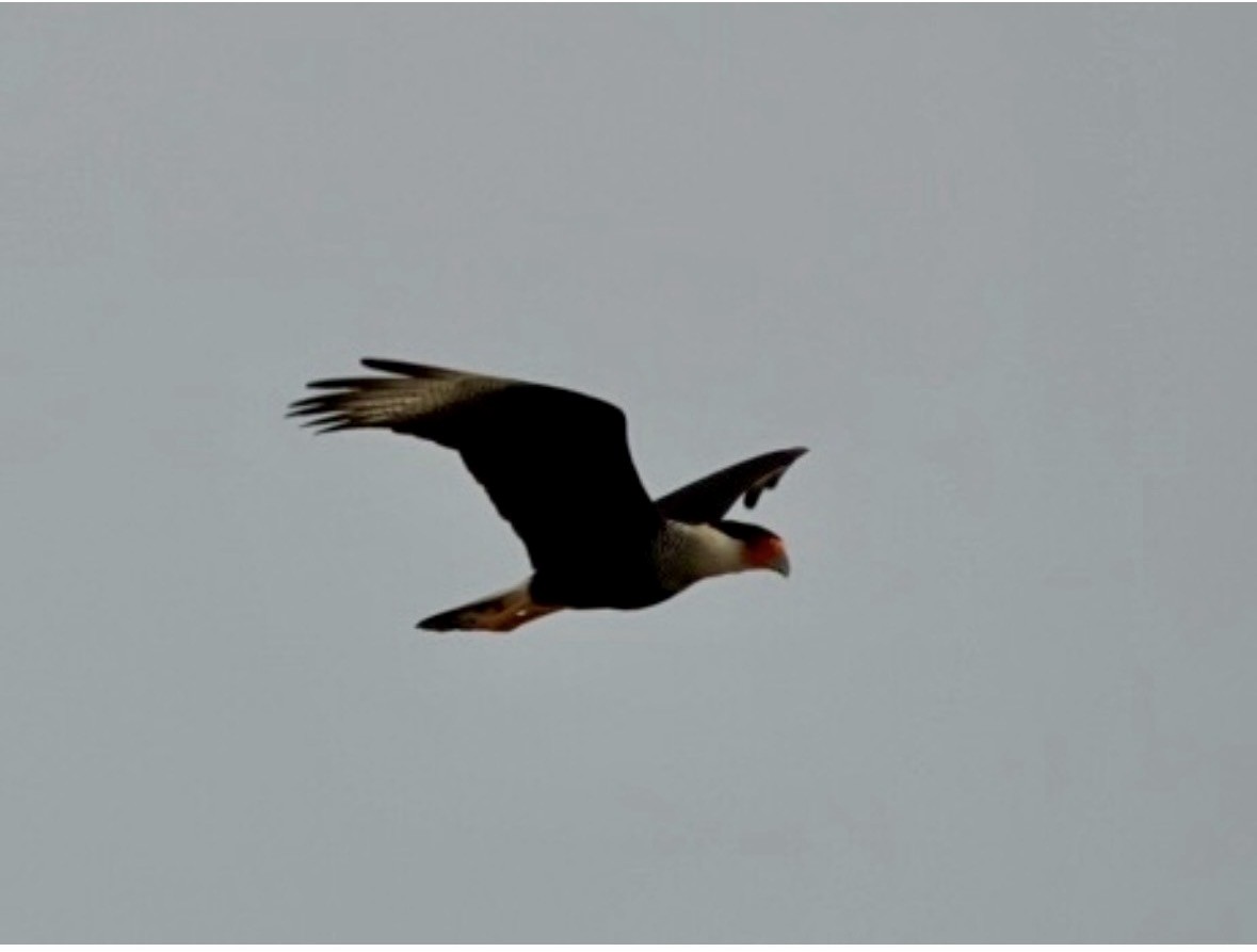 Crested Caracara - ML659420874