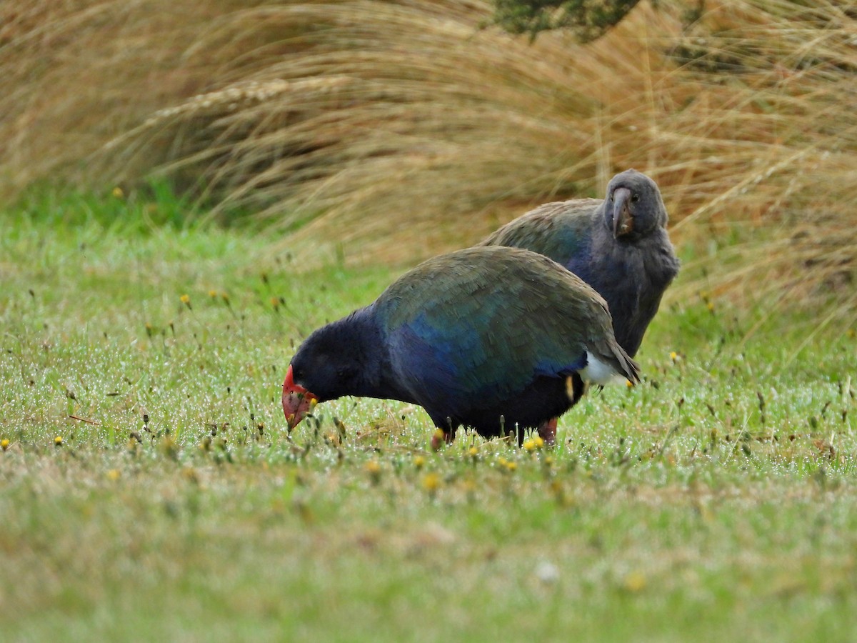 South Island Takahe - ML659421118
