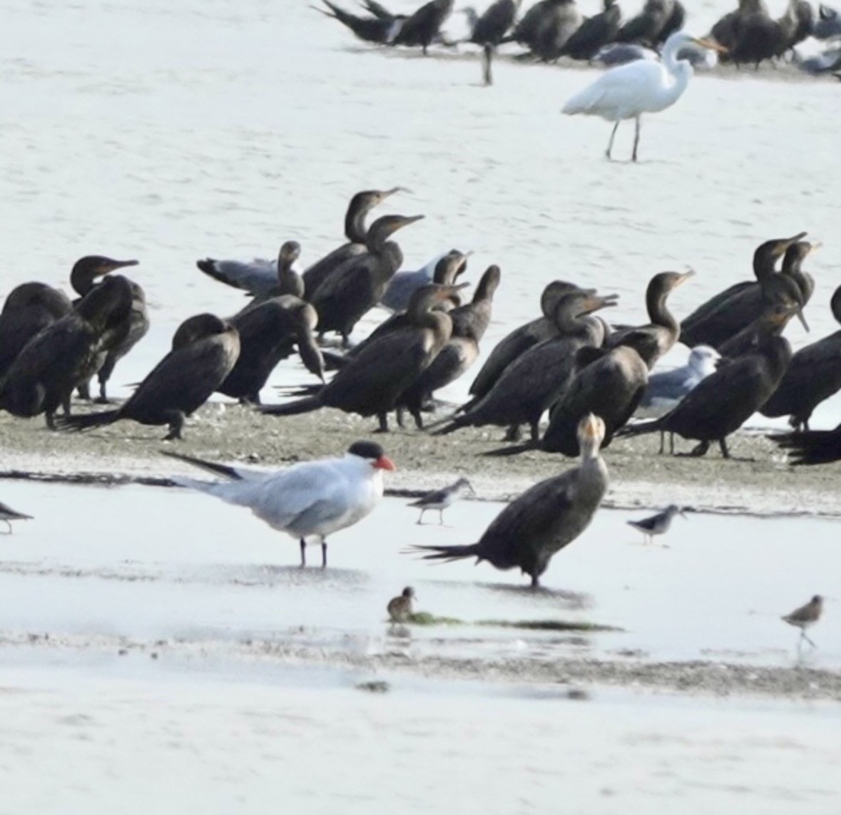 Neotropic Cormorant - ML659421294