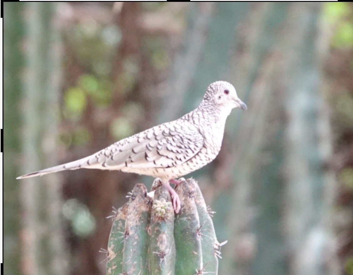 Scaled Dove - ML659421411