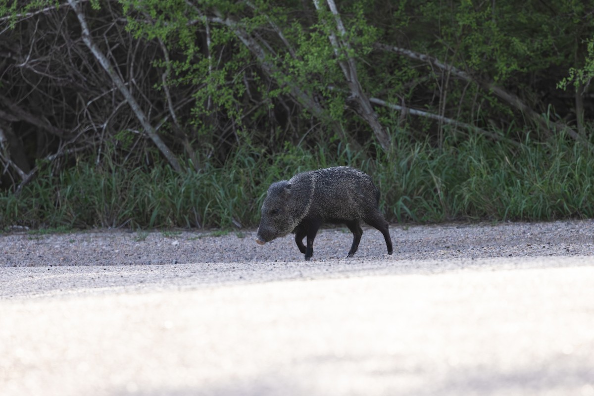 Peccaries - ML659421518