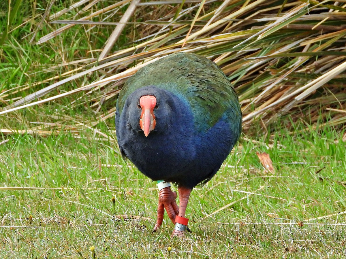 South Island Takahe - ML659421780