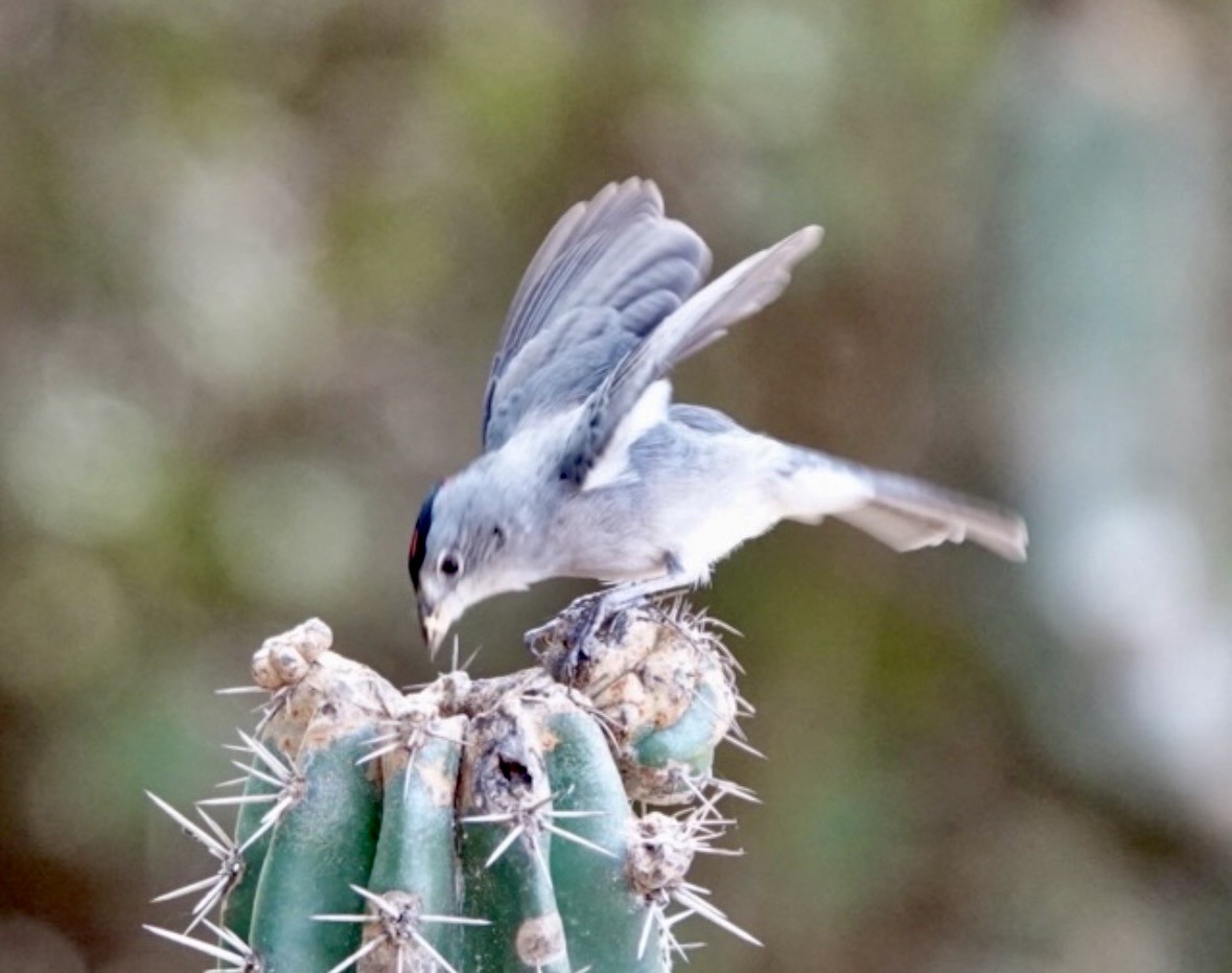 Pileated Finch - ML659421958