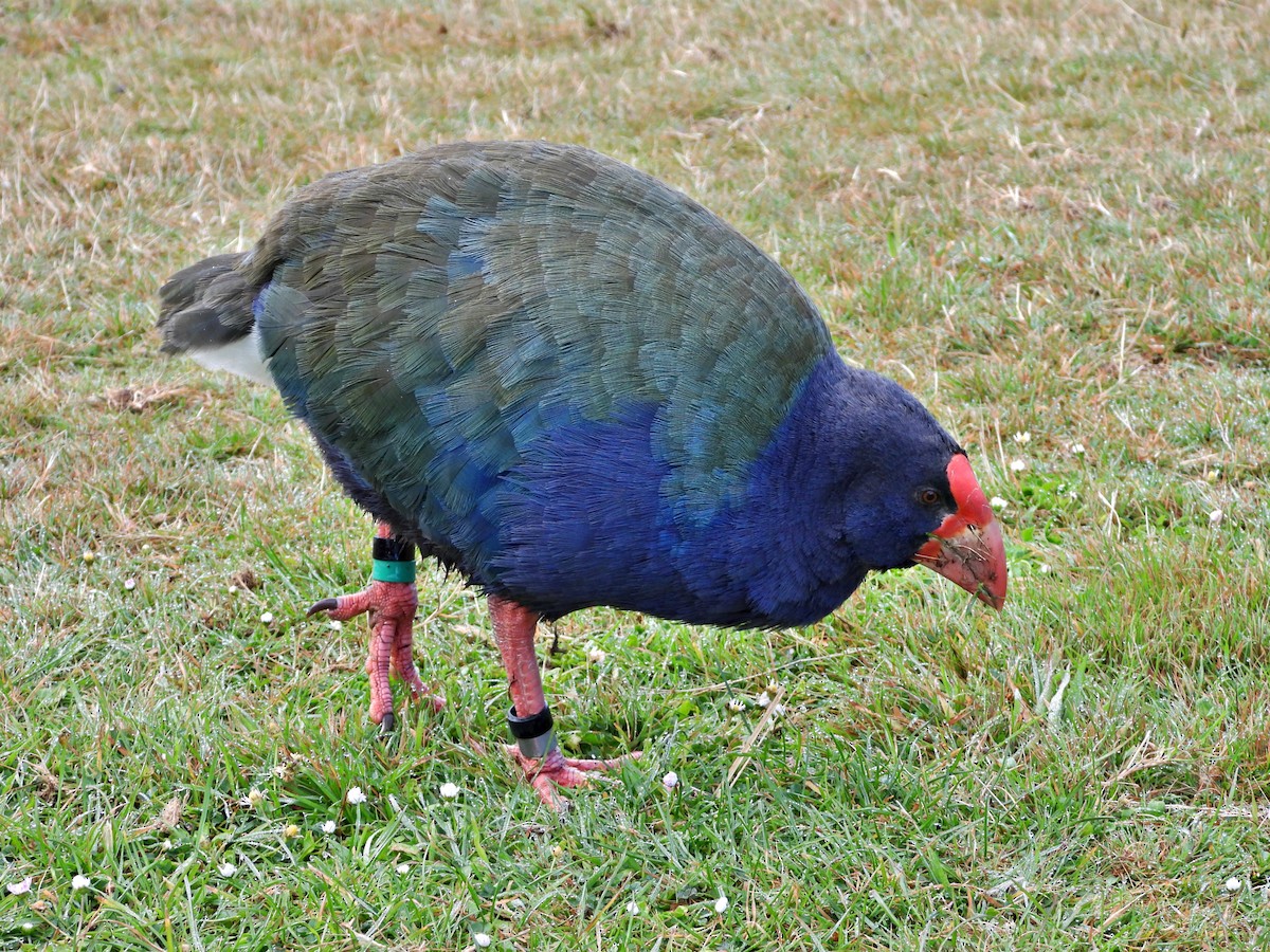 South Island Takahe - ML659422002