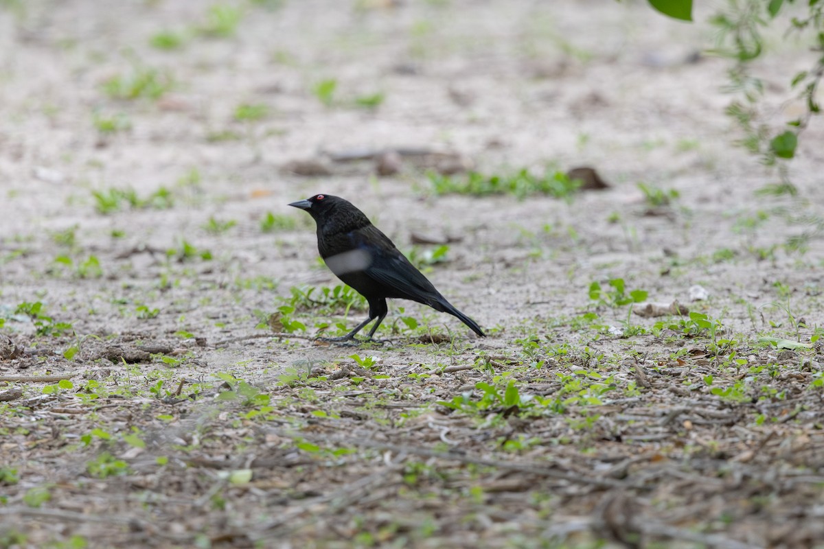 Bronzed Cowbird - ML659422178