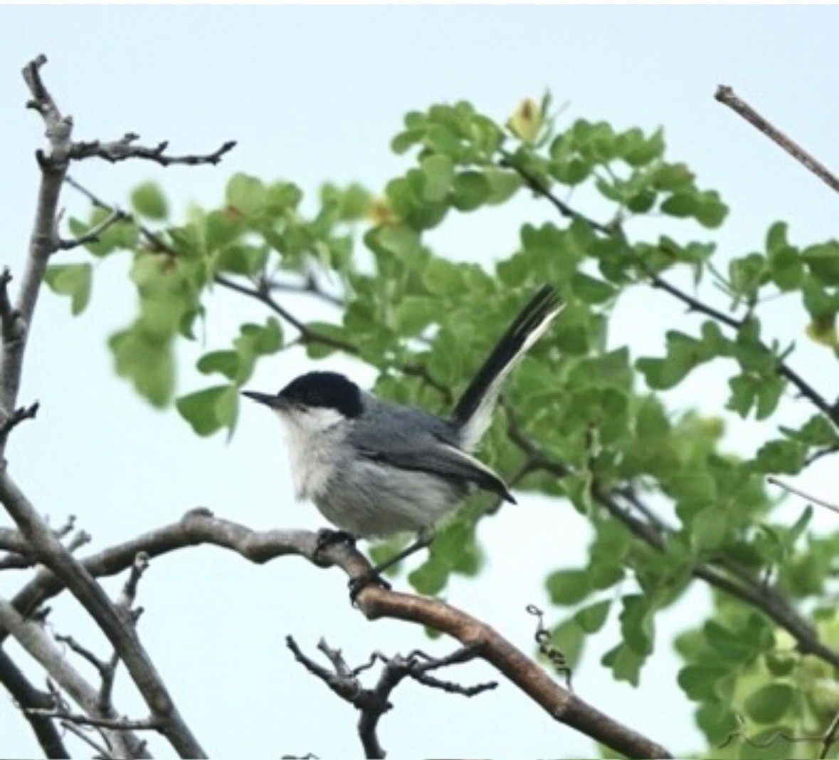 Tropical Gnatcatcher - ML659422324