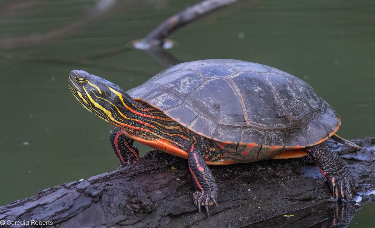 Painted Turtle - ML659422849
