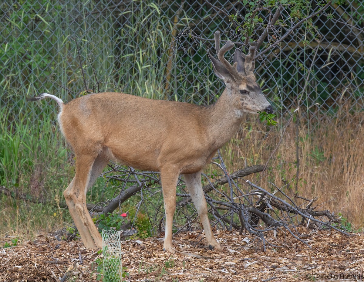Mule Deer - ML659422858