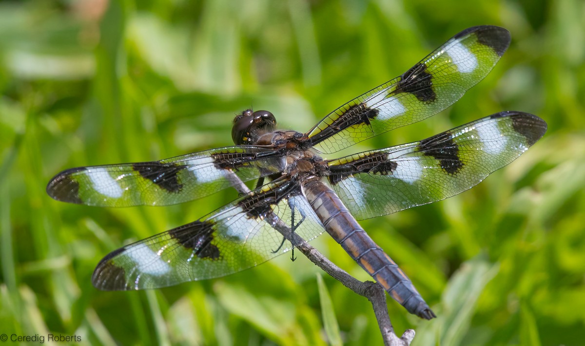 Twelve-spotted Skimmer - ML659422866