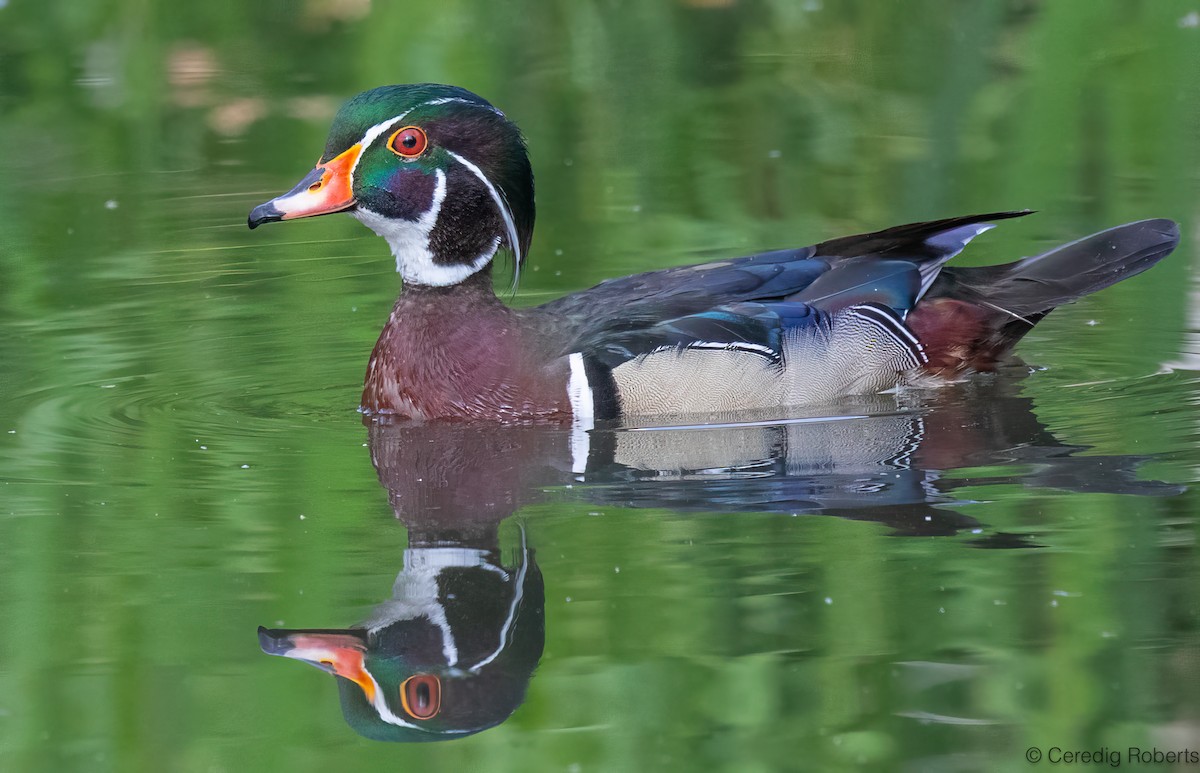 Wood Duck - ML659422941