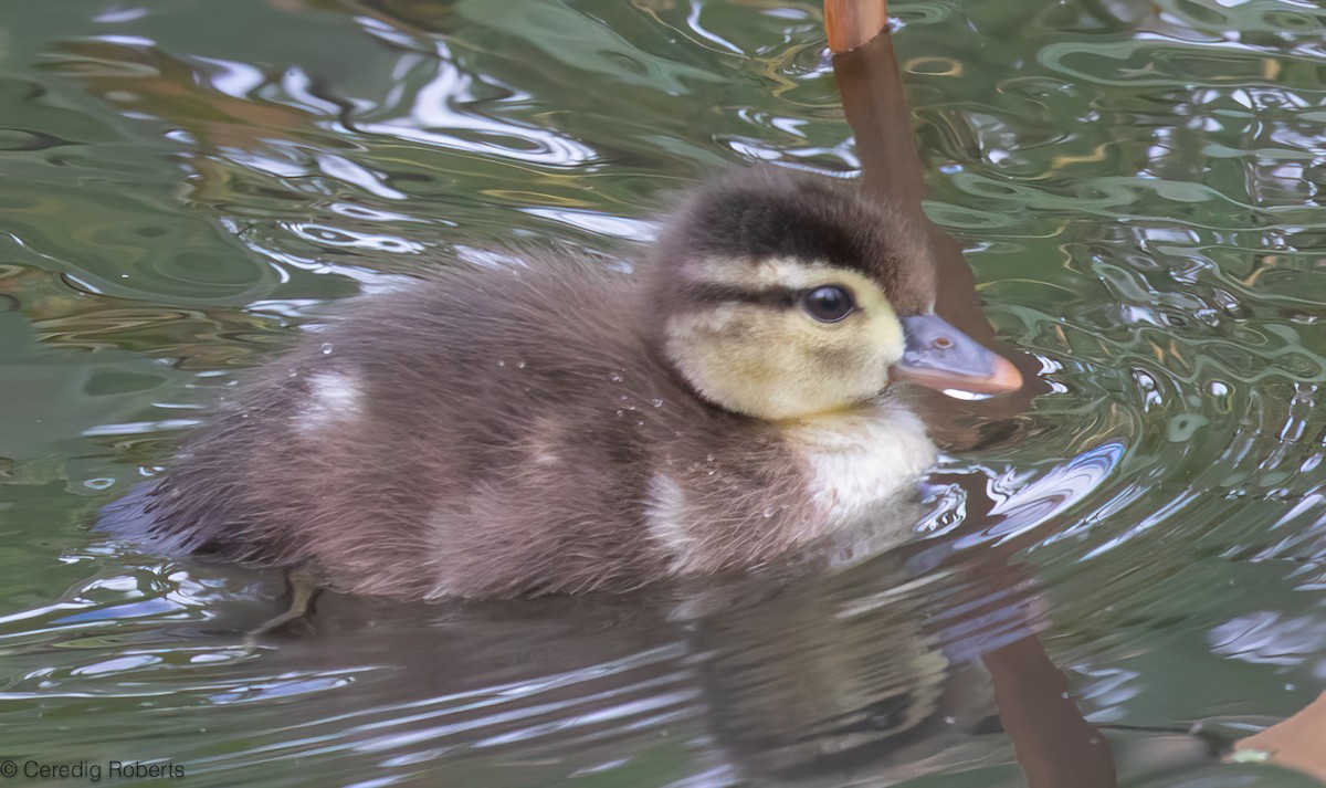 Wood Duck - ML659422956