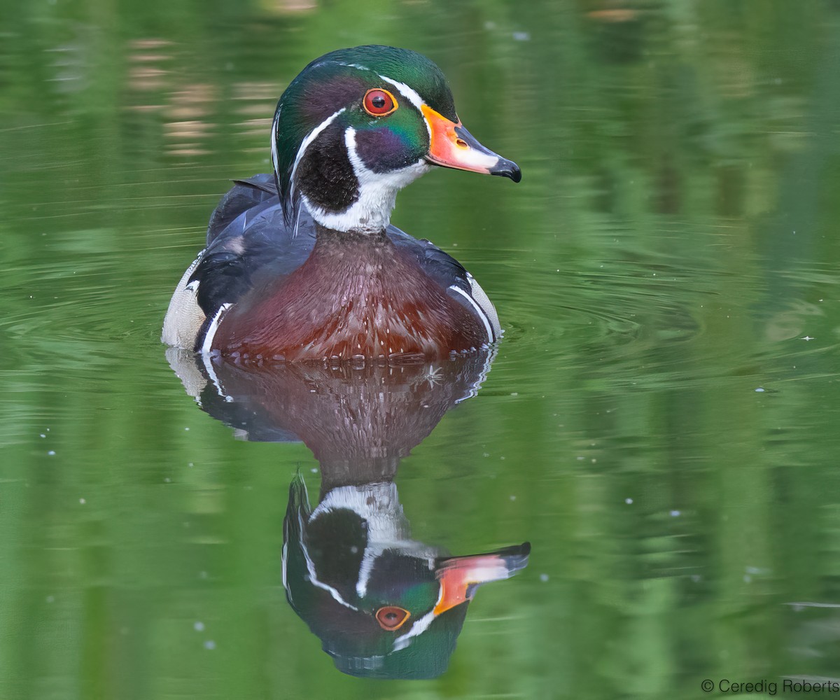 Wood Duck - ML659422967