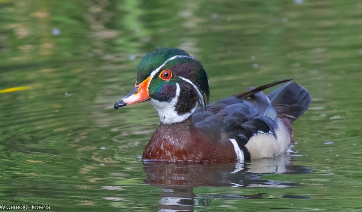 Wood Duck - ML659422969