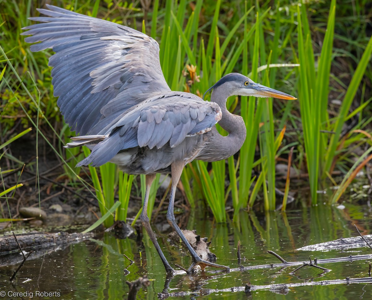 Great Blue Heron - ML659422980