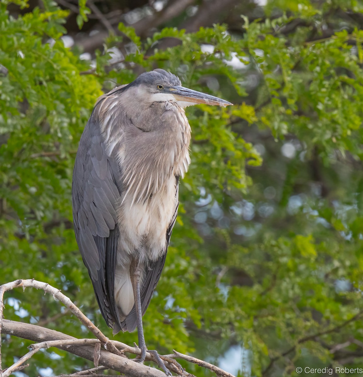 Great Blue Heron - ML659422986