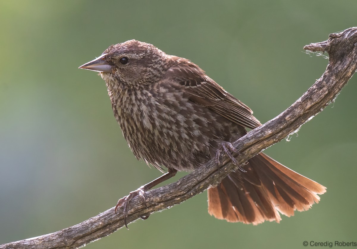 Red-winged Blackbird - ML659423034
