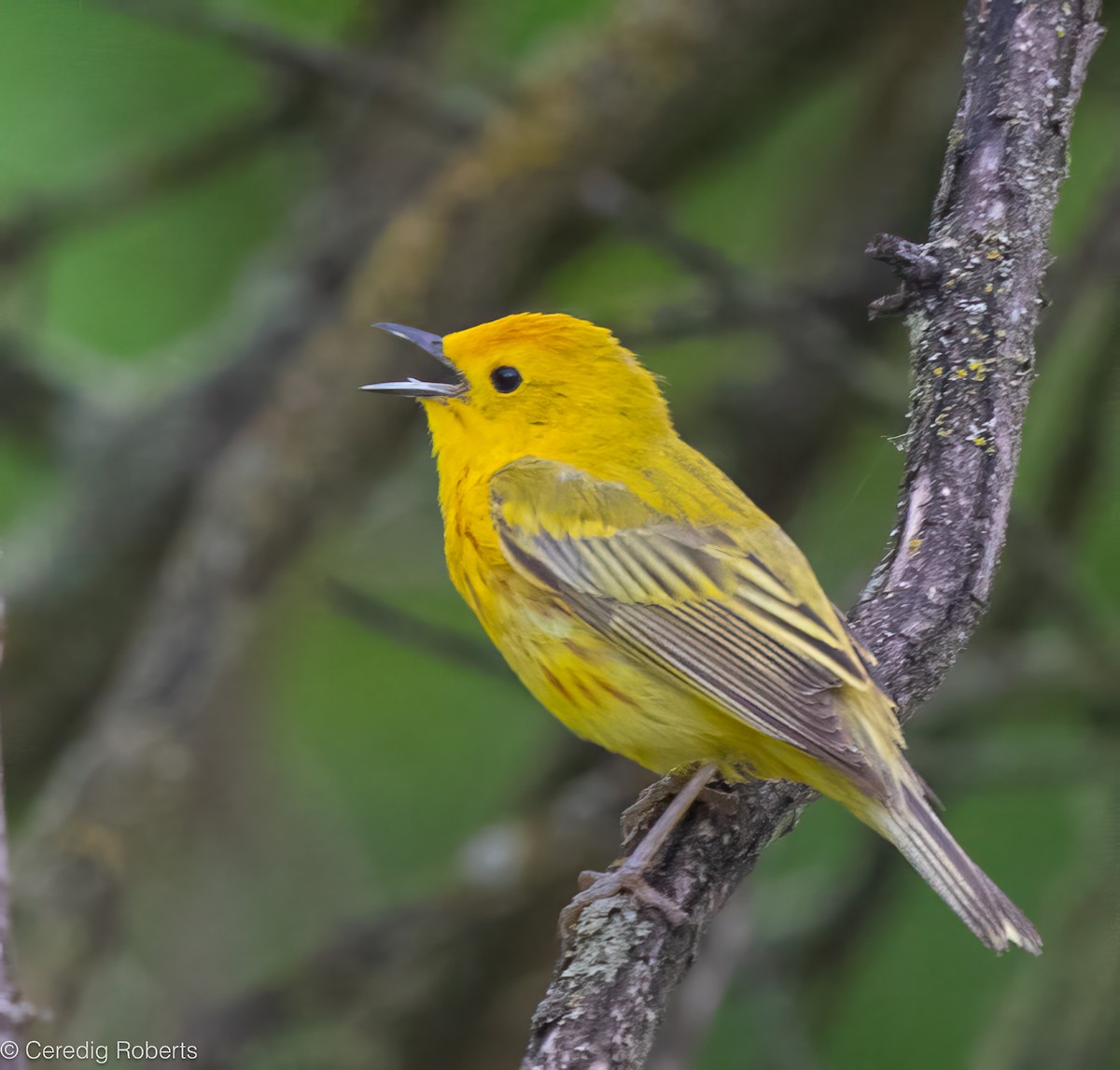 Northern Yellow Warbler - ML659423041