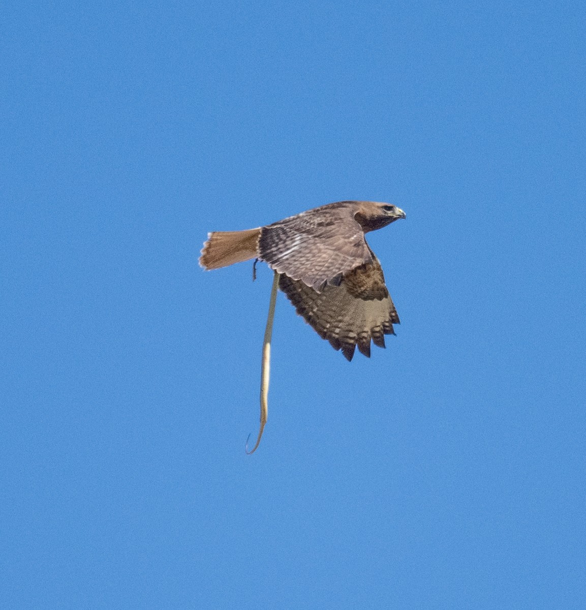 Red-tailed Hawk - ML659423350