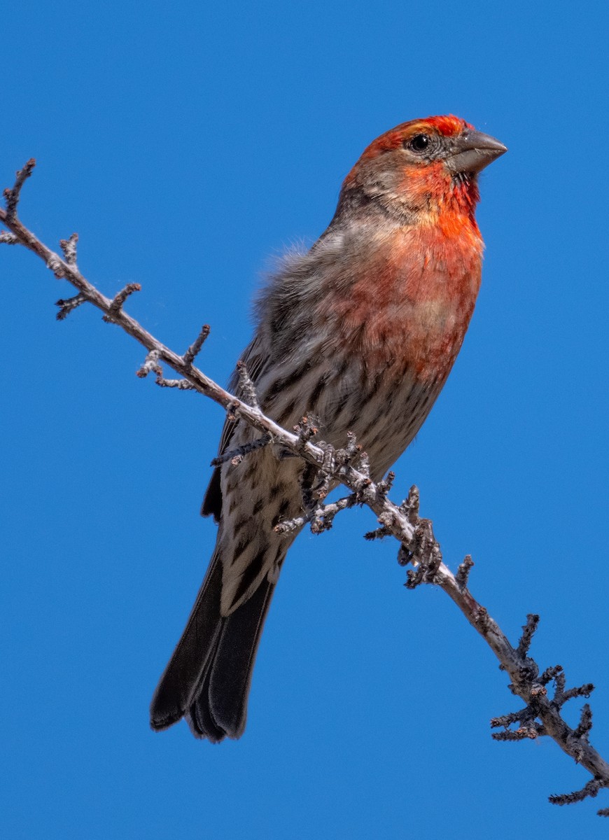 House Finch - ML659423408