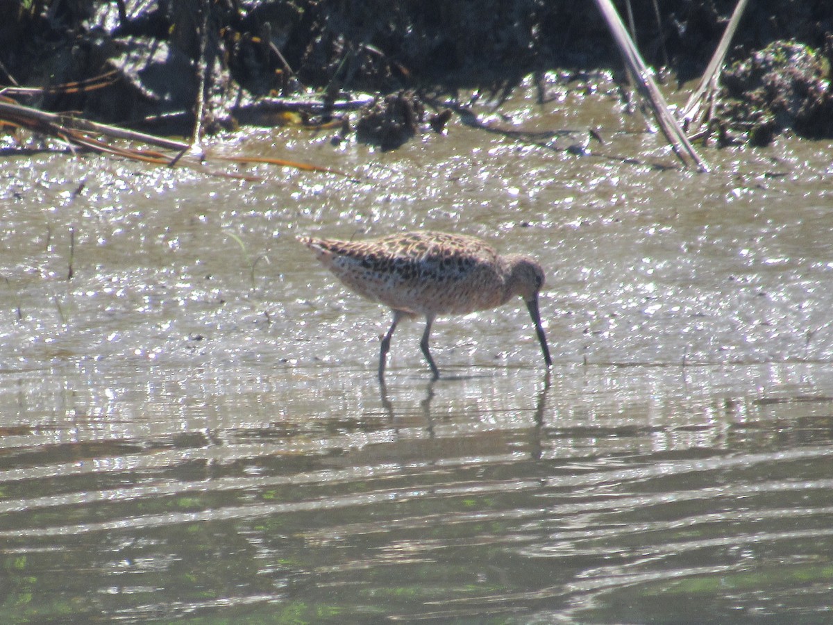 Moorschlammläufer - ML659423599
