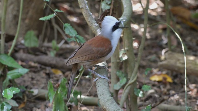 White-crested Laughingthrush - ML659423602