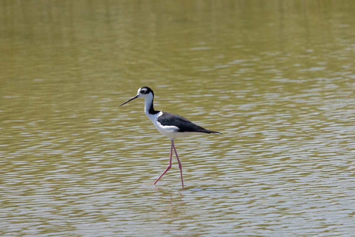Black-necked Stilt - ML659423806