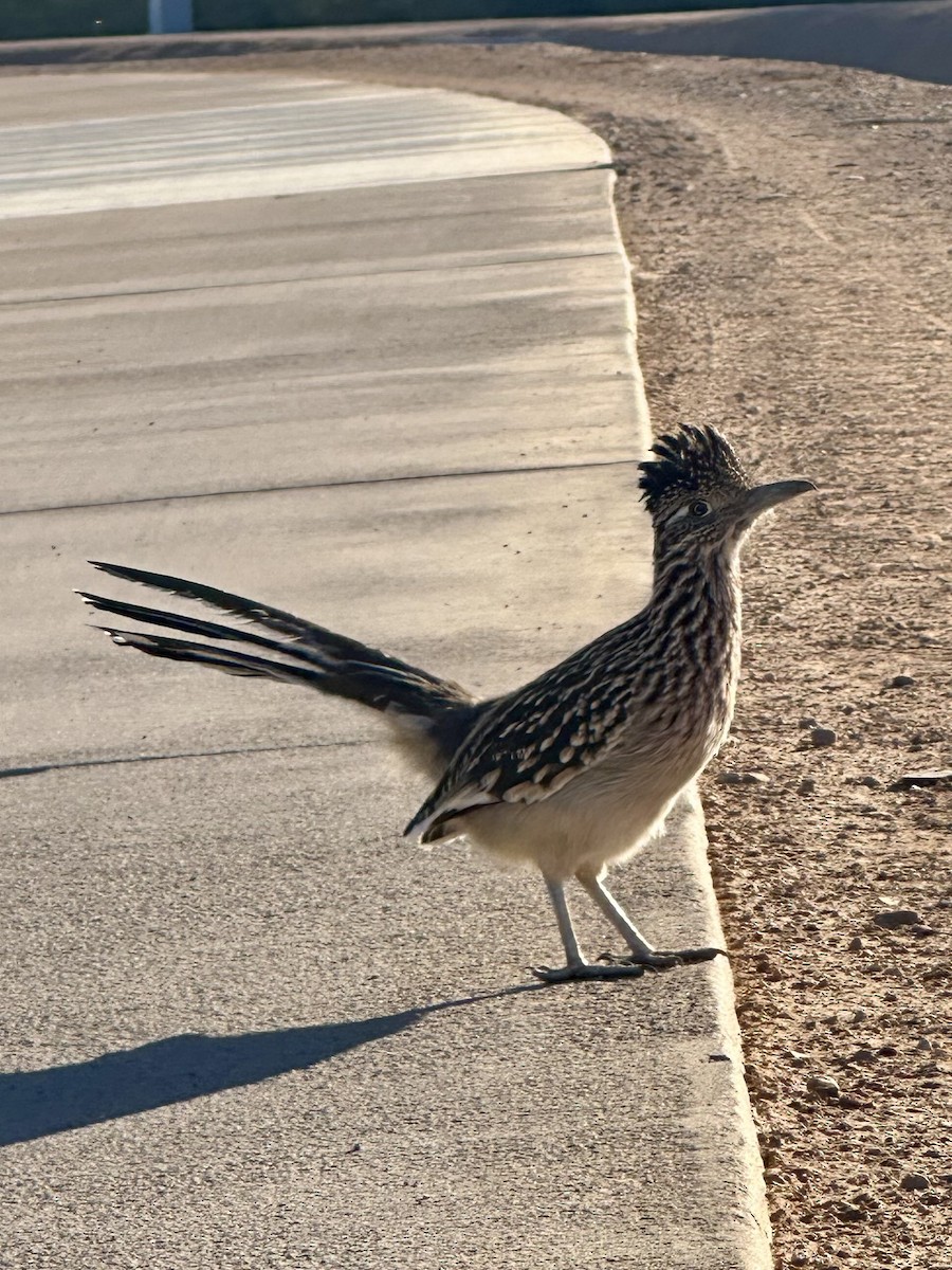 Greater Roadrunner - ML659424163
