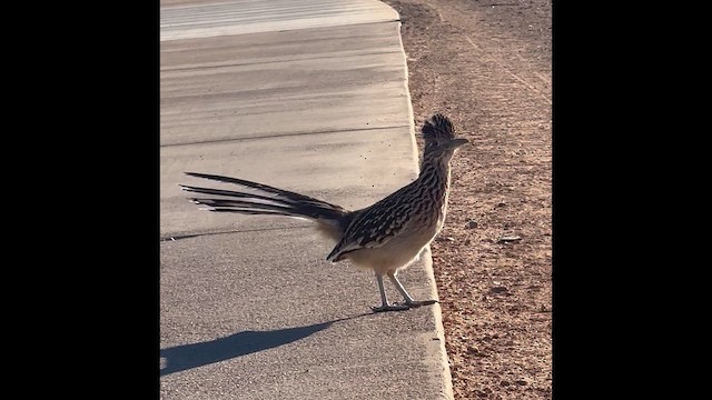 Greater Roadrunner - ML659424184