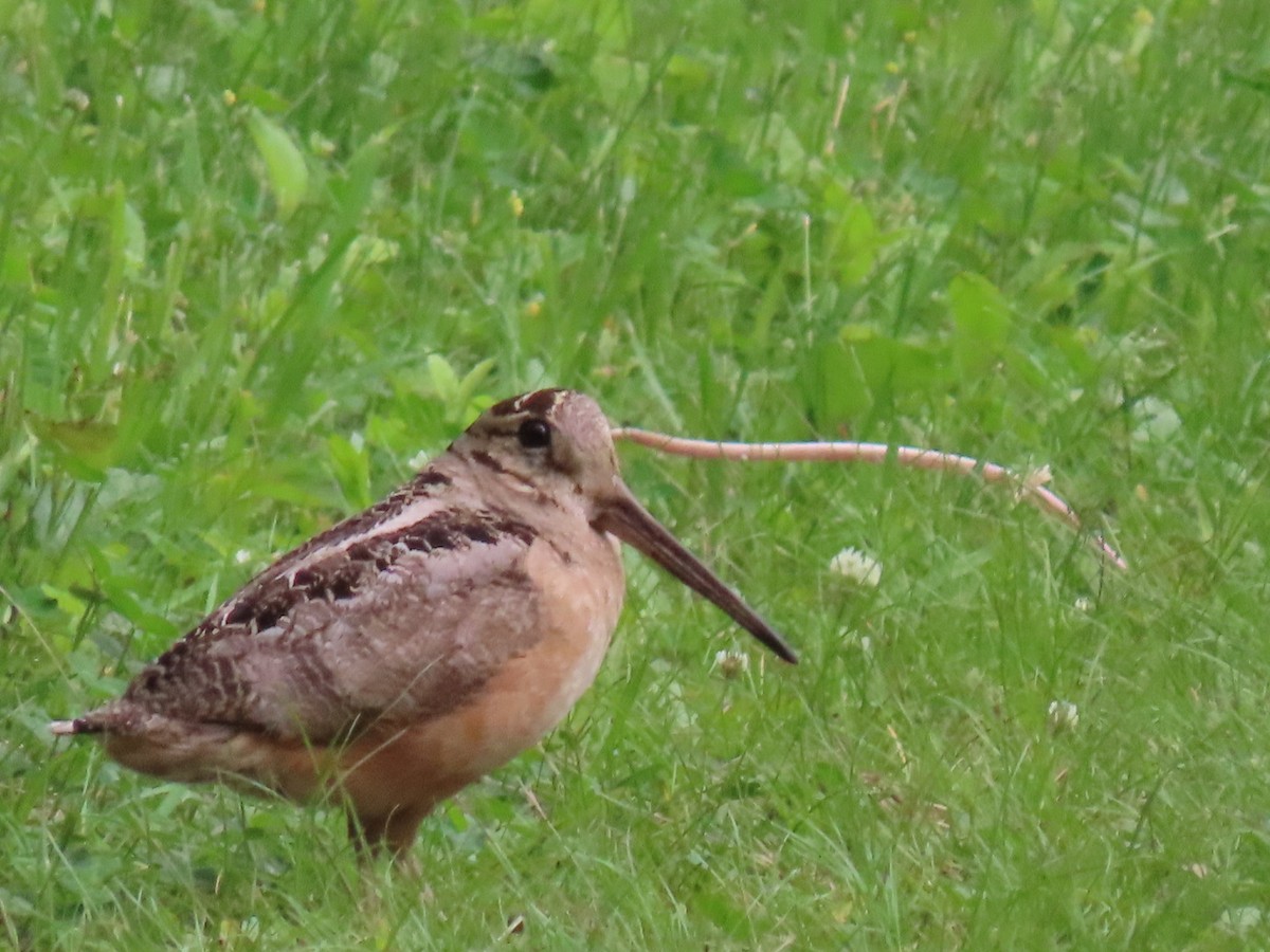 American Woodcock - Scolopax minor - Media Search - Macaulay Library ...
