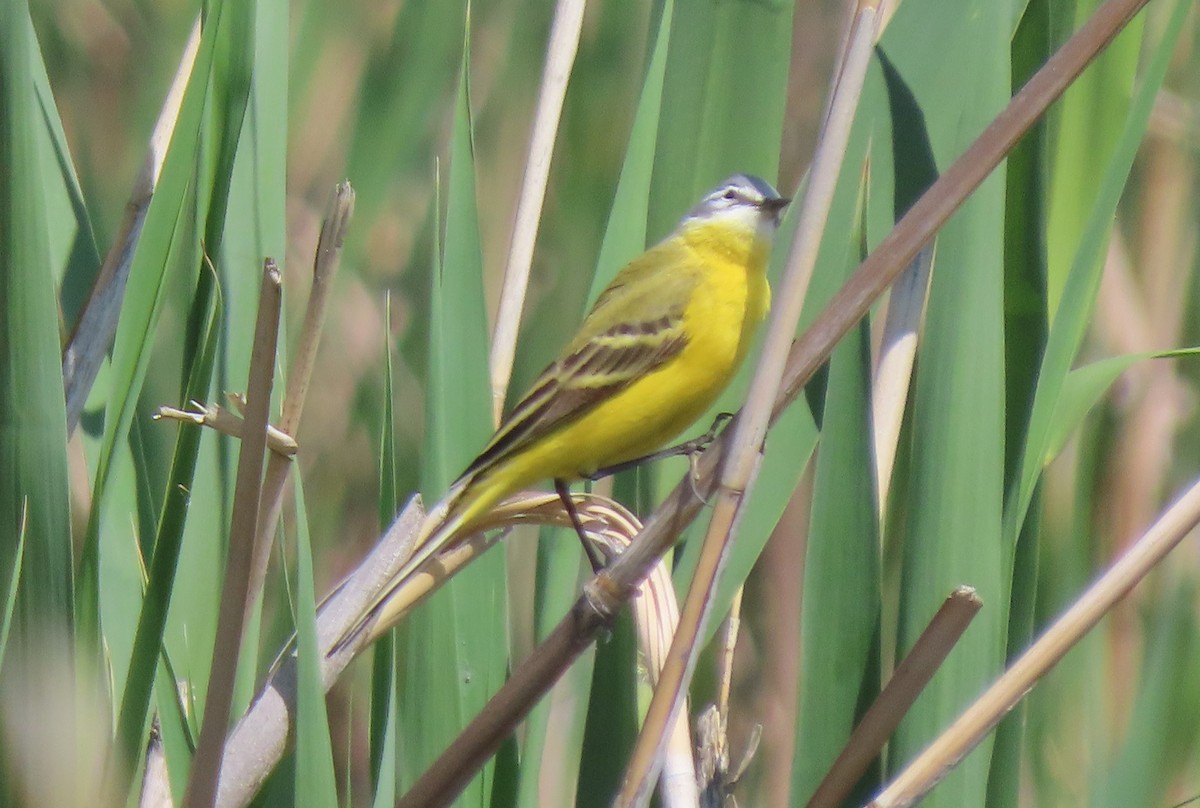 Western Yellow Wagtail (flava/beema) - ML659424444