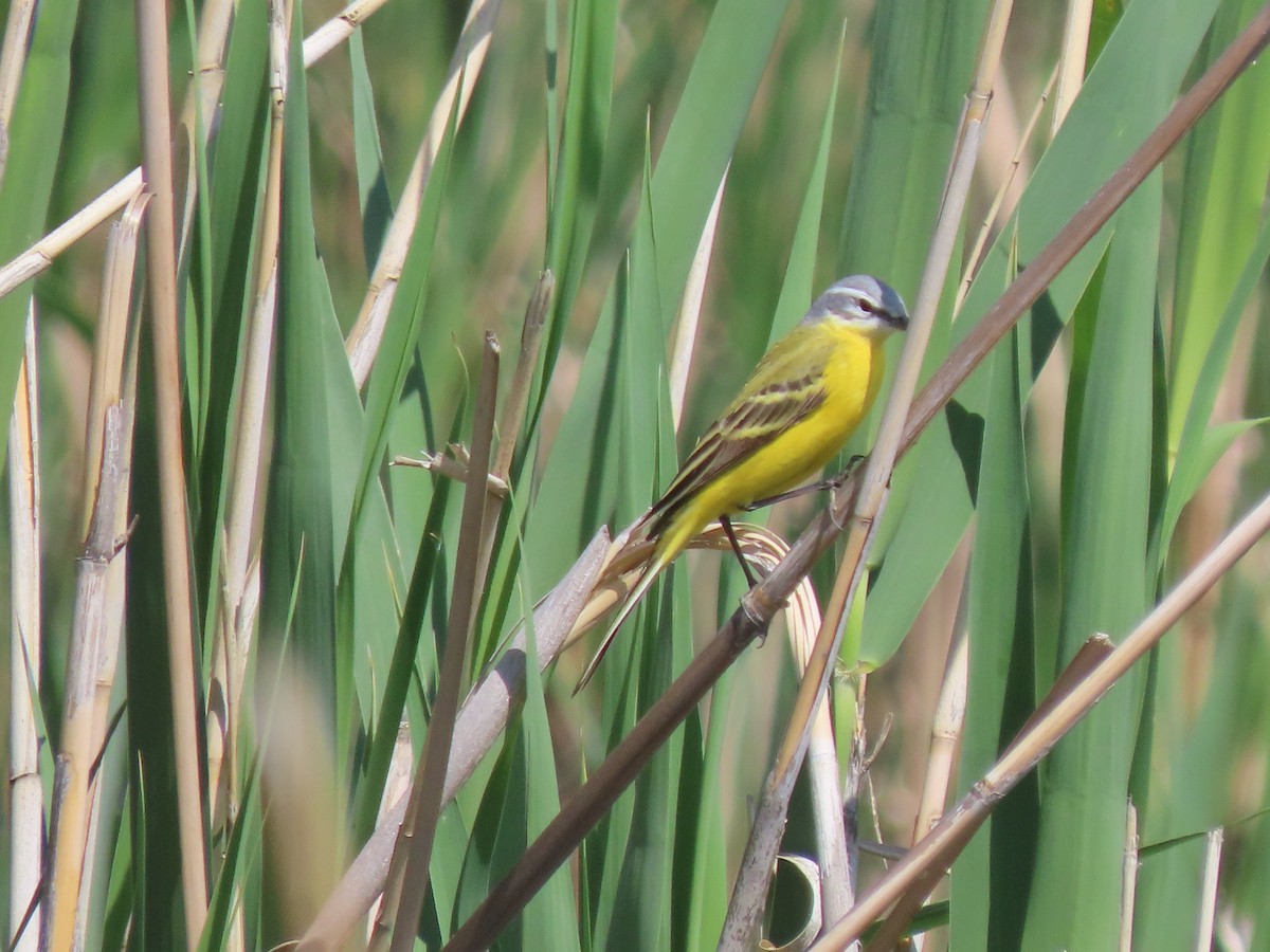 Western Yellow Wagtail (flava/beema) - ML659424445