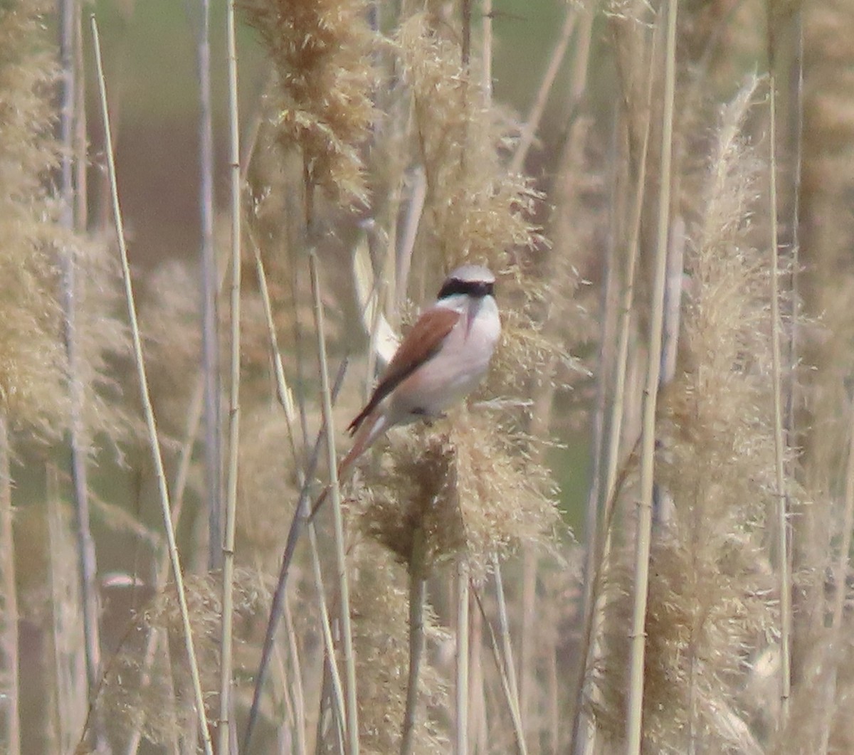 Red-backed Shrike - ML659424596