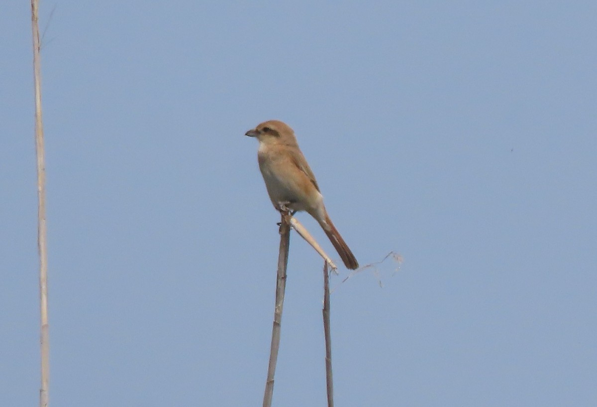 Isabelline Shrike - ML659424651