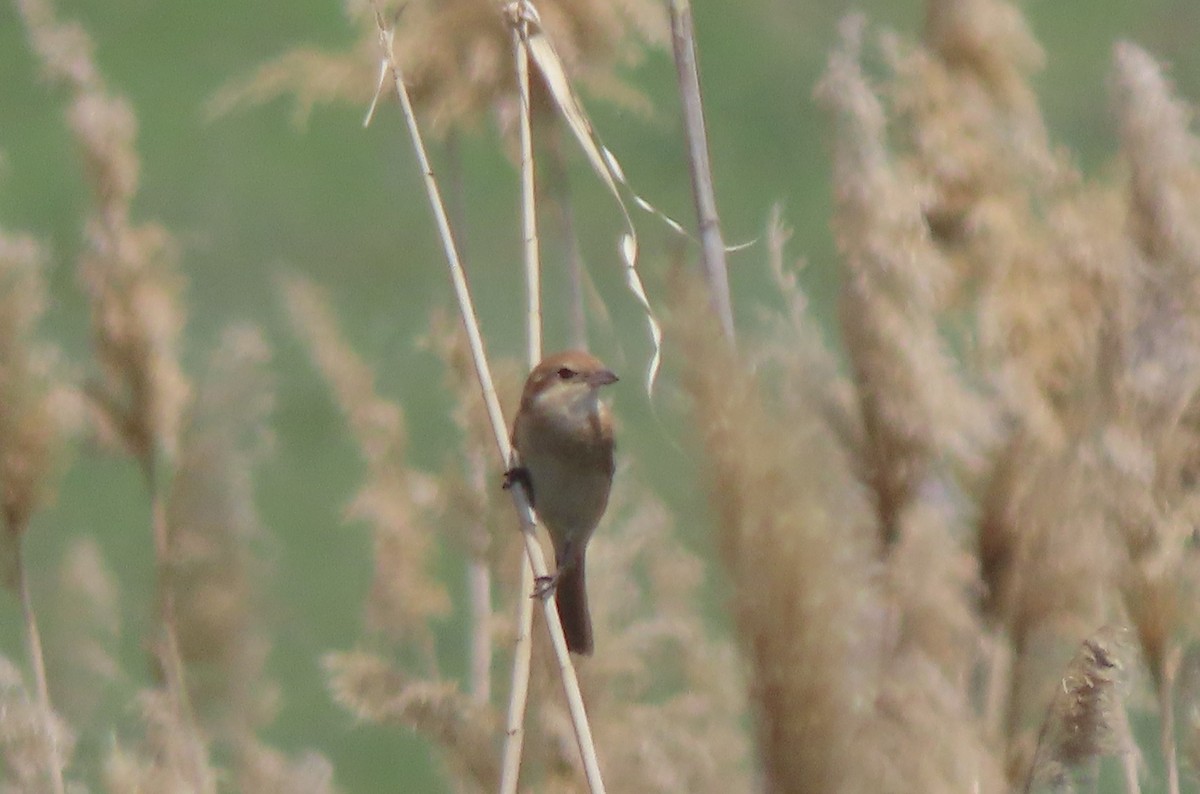 Savi's Warbler - ML659424795