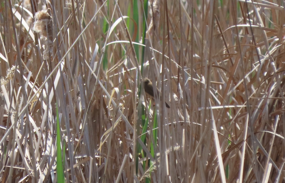 Paddyfield Warbler - ML659424826