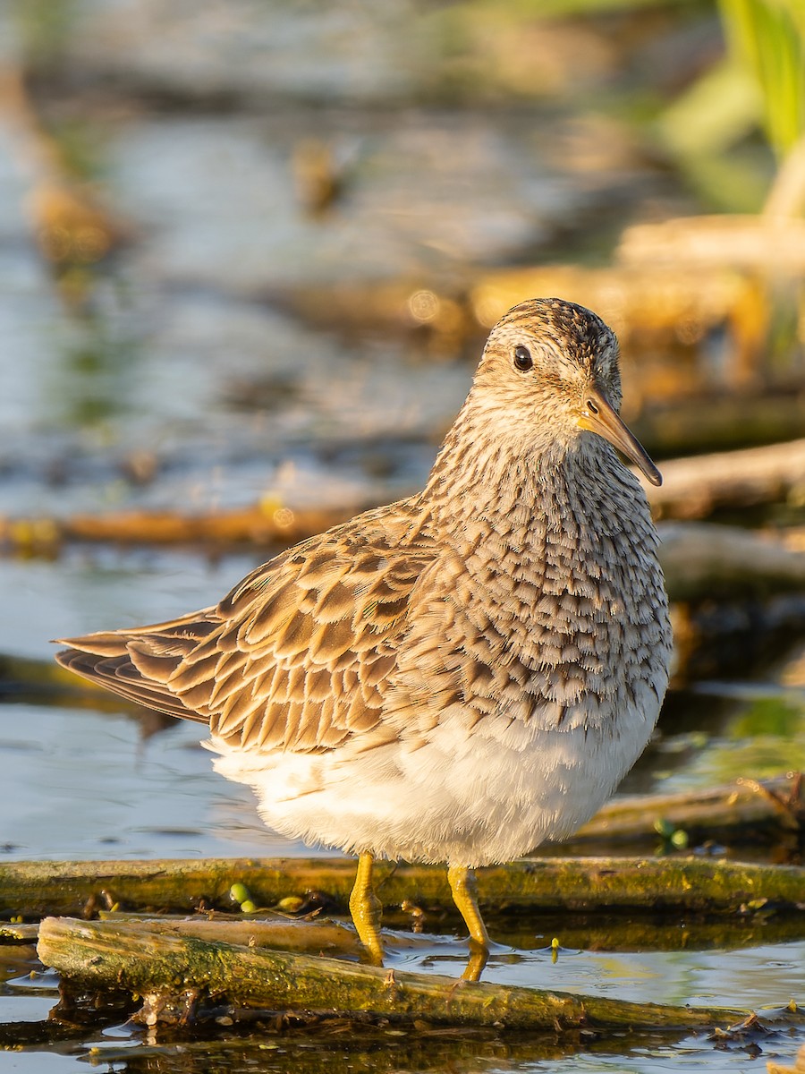 Pectoral Sandpiper - ML659424898