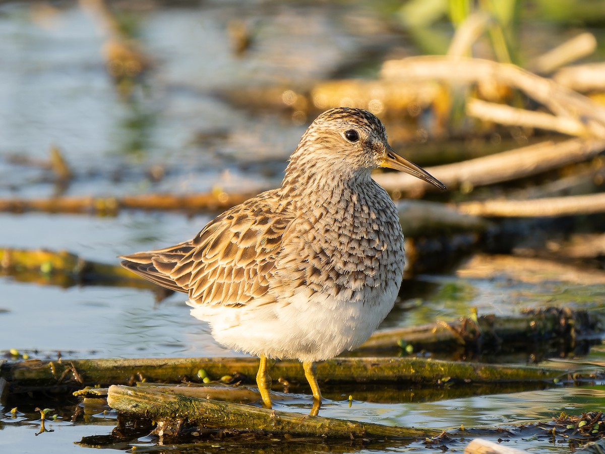 Pectoral Sandpiper - ML659424899